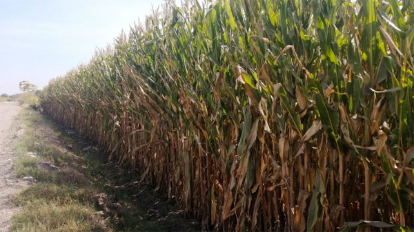 Agricultores de Valle de Santiago piden a autoridades definir el precio del maíz