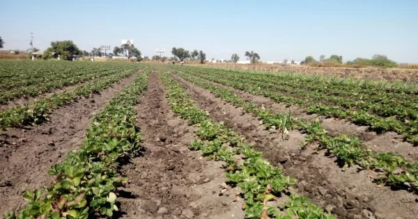 Ante el cambio climático, CEAG pide adaptar los cultivos a cada zona de Guanajuato