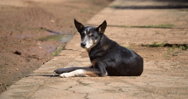 Llaman a dueños de Salamanca a ser responsables de sus mascotas