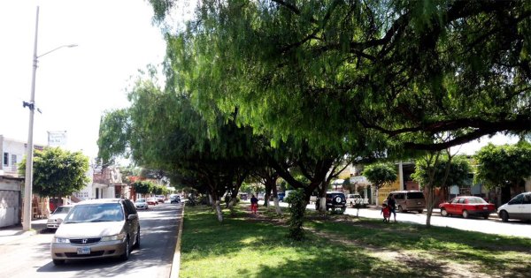 Falta de lluvias dificulta el programa de reforestación en Irapuato