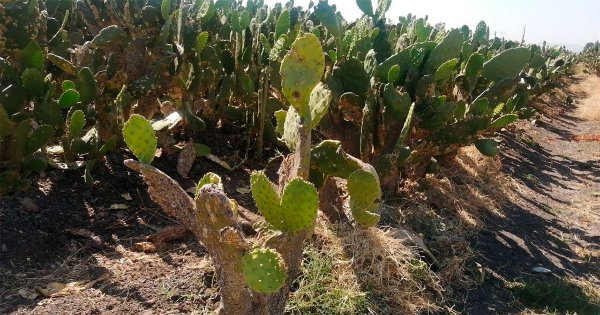 Pese a frío producción de nopal en Valtierrilla sigue en un 60%, pero suben precios