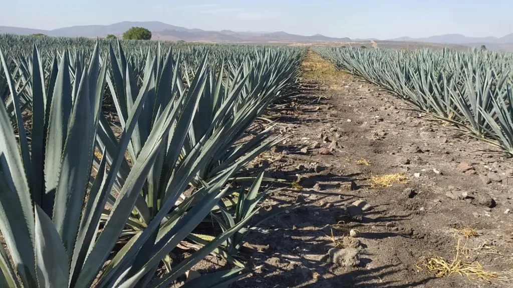 Presentan festival del agave y del tequila en Cuerámaro