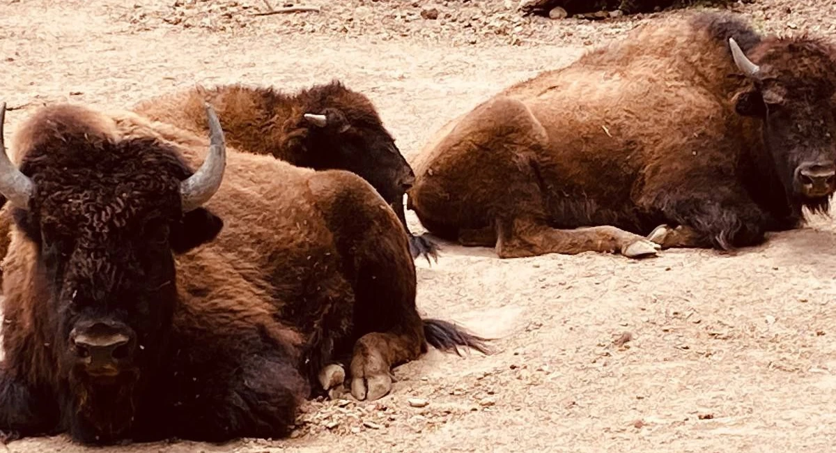 Conoce a Chente, el bisonte americano que vive en el zoológico de Irapuato