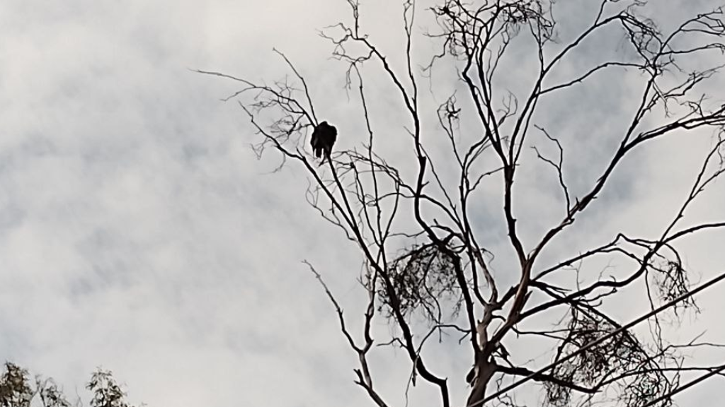 Los zopilotes visitan cada año el Parque Juárez de León, ¿los has visto?