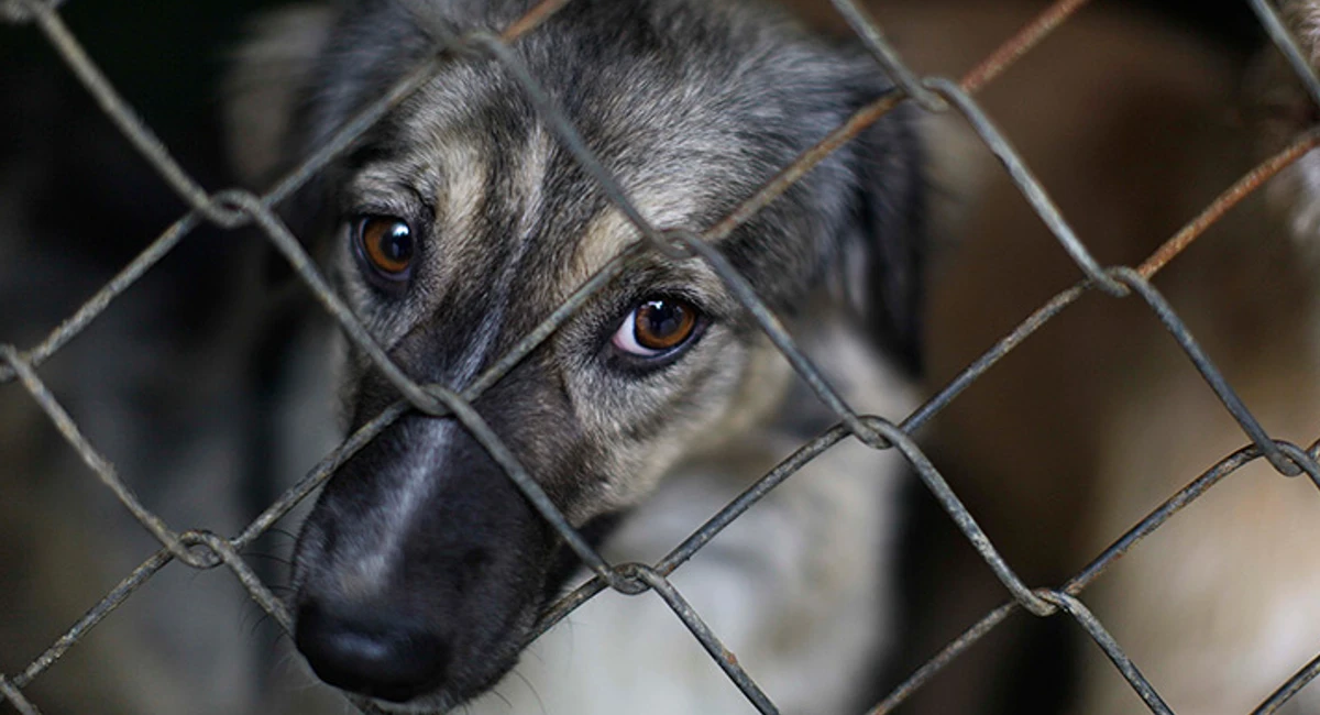 CCBA de León presenta denuncia ante el MP por maltrato animal