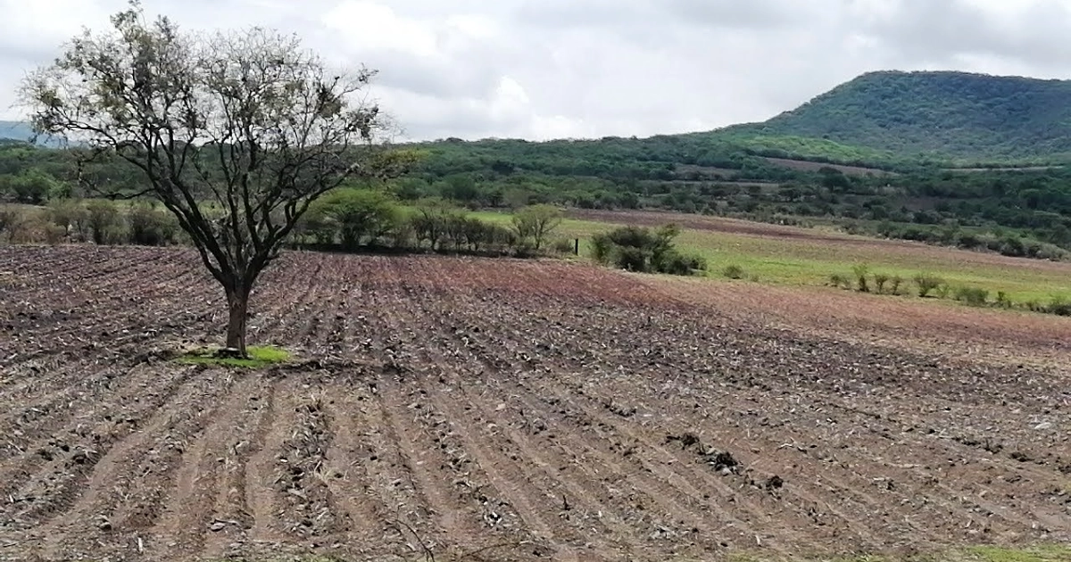 Tras sequía, campesinos de Guanajuato vislumbran crisis alimentaria