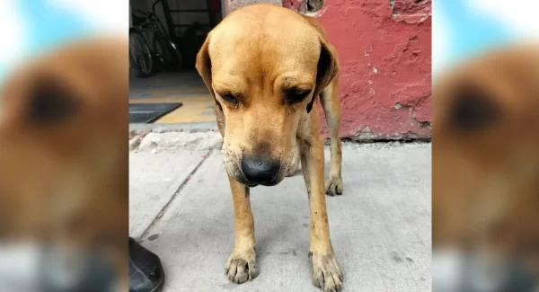 Deiany rescató a perrito herido en Silao, pide apoyo para curarlo