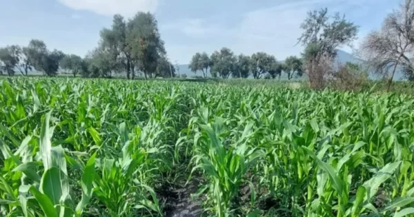 Apoyan a agricultores de Valle de Santiago con semillas, pero sacrifican cuencas