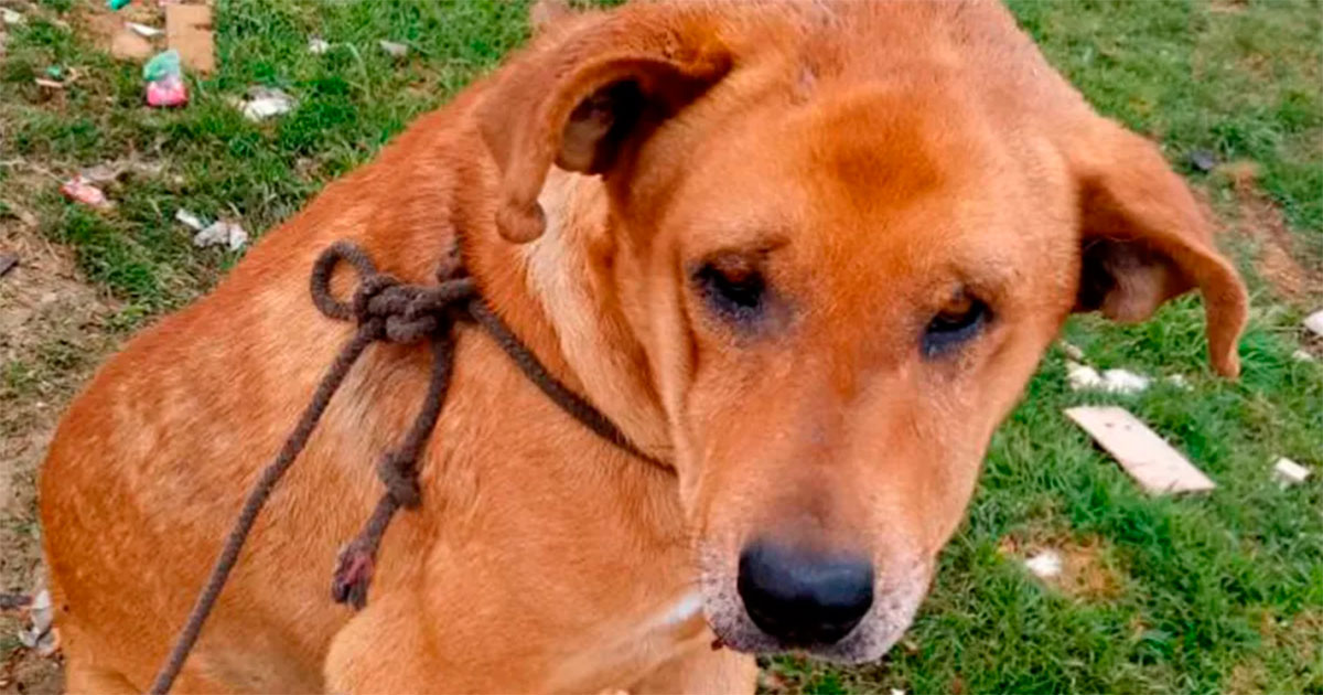 Ponen a salvo 146 mascotas maltratadas en León; buscan darles una segunda oportunidad