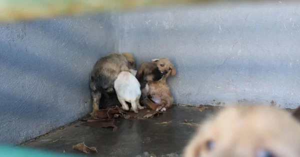 Centro Animal de Silao niega maltrato animal… pero ya lo denuncian penalmente