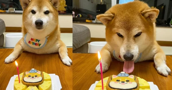 Cheems, perrito de los famosos memes, celebra su cumpleaños número 12