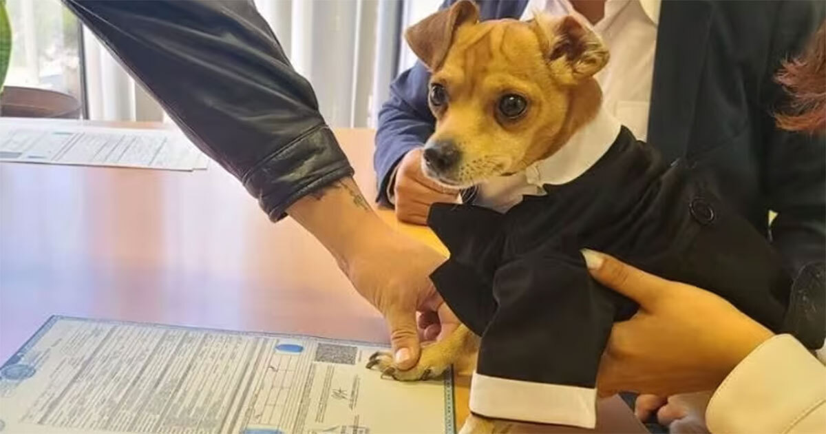 Viral: Perrito chihuahua firma como testigo en la boda de sus dueños ¿es legal?