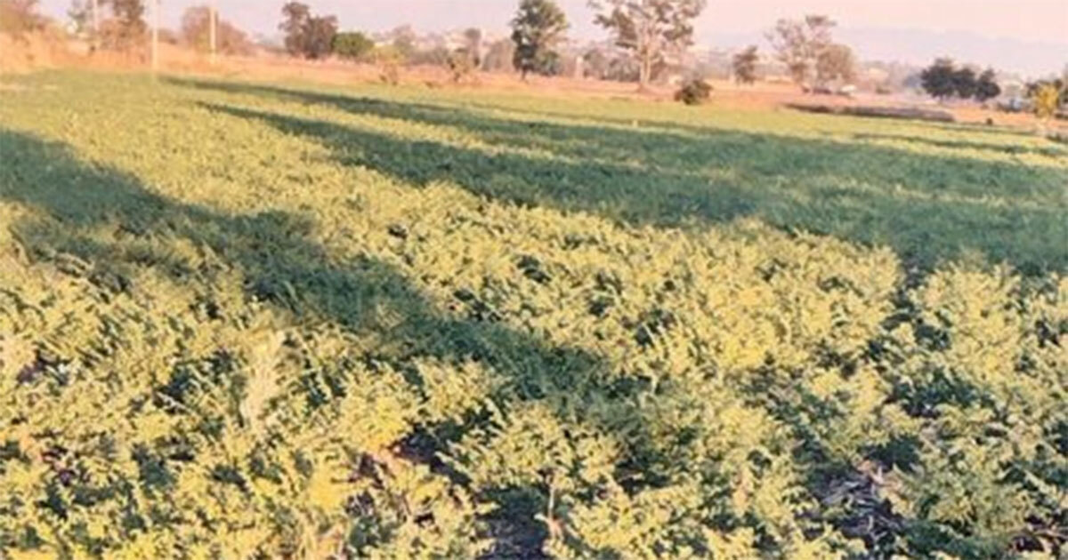 Bajas temperaturas afectan cultivos de garbanzo en Acámbaro 