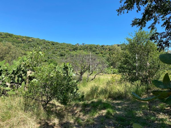 Pese a lluvias, sequía en Silao deja huertas de aguacate sin producción, “no se puede hacer nada”