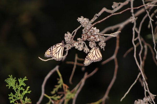 Mariposas monarca ya están en Guanajuato ¿dónde y cuándo puedes verlas? 