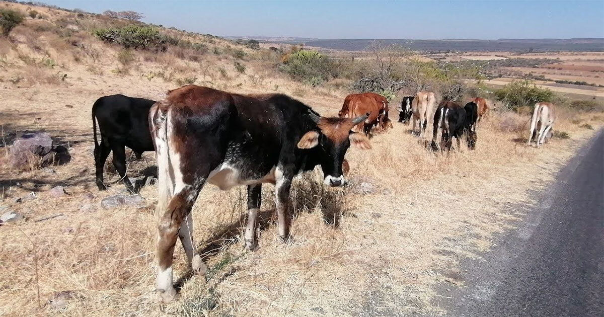 Más de la mitad del ganado en Guanajuato se perdió por sequía en el campo 