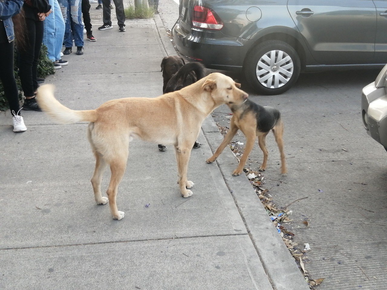 Bajas temperaturas en Salamanca agravan situación de perros y gatos callejeros 