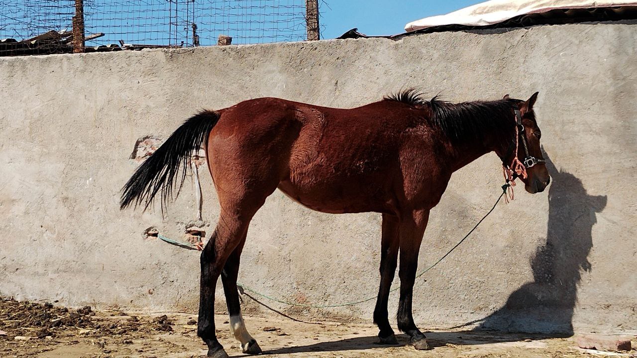 Sin comida ni agua y en el sol: denuncian maltrato a caballos en Irapuato