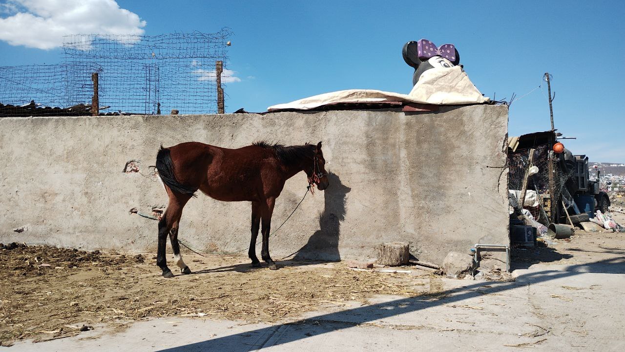 Denuncian maltrato animal contra caballos en Irapuato; los dejan amarrados sin agua ni comida