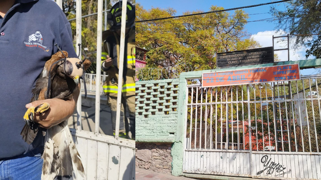 Halcón es rescatado en Guanajuato capital después de quedar enredado en un árbol 