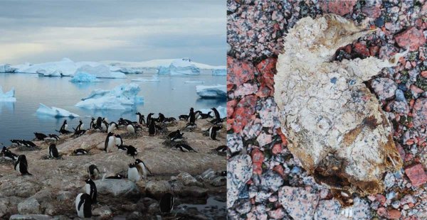 Calentamiento global descongela ‘cementerio’ milenario de pingüinos en la Antártida