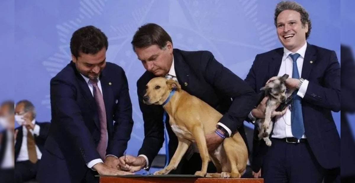 ¡No lo pensó! Bolsonaro promulga ley contra el maltrato animal