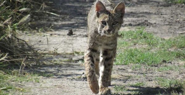 Gato Montés aparece en el Área Natural de Presa de Silva en ‘San Pancho’