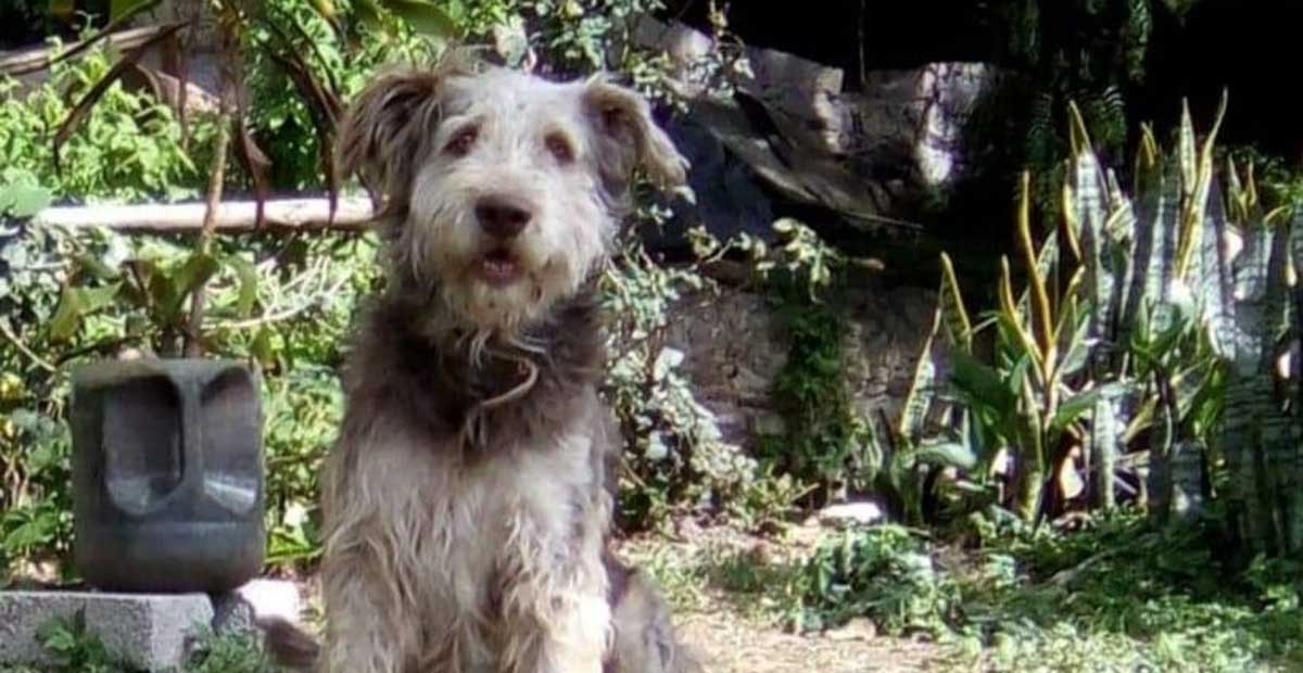 “¡Salvemos a Pierrot!”, piden ayuda para salvar a perrito de ser sacrificado