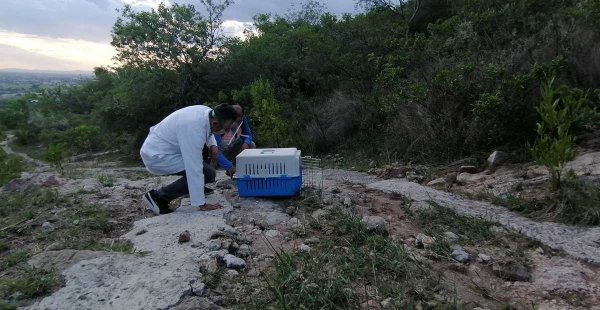 Inicia Semana Municipal de la Vida Animal