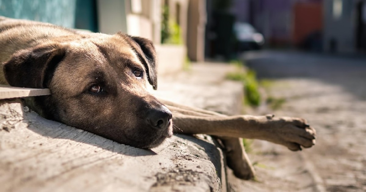 Perrito permanece al lado del cadáver de su dueño asesinado