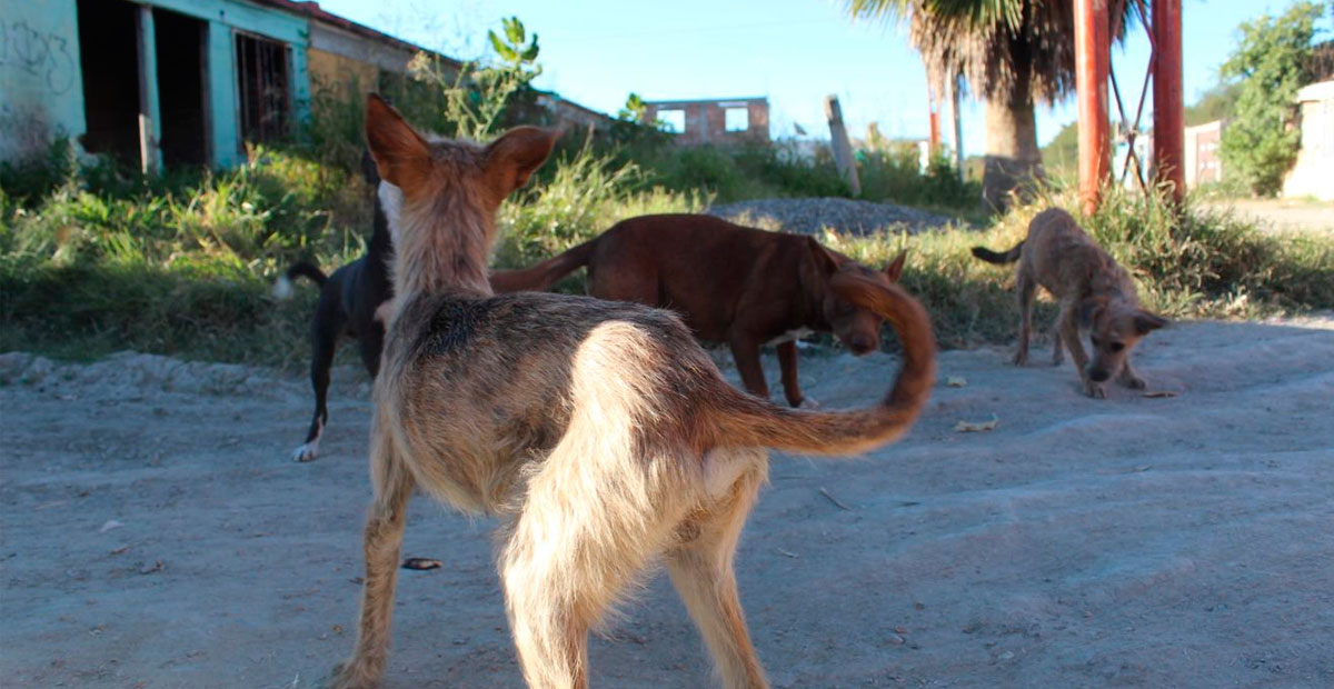 Piden ayuda para rescatar perros, pero son ignorados