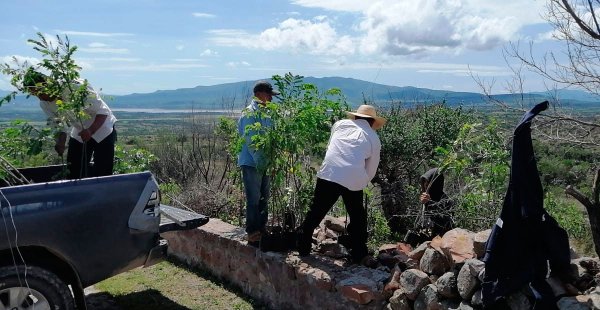 Plantan maguey para recuperar los suelos