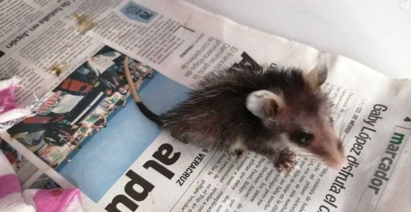 Libera CASA más de 100 animales silvestres