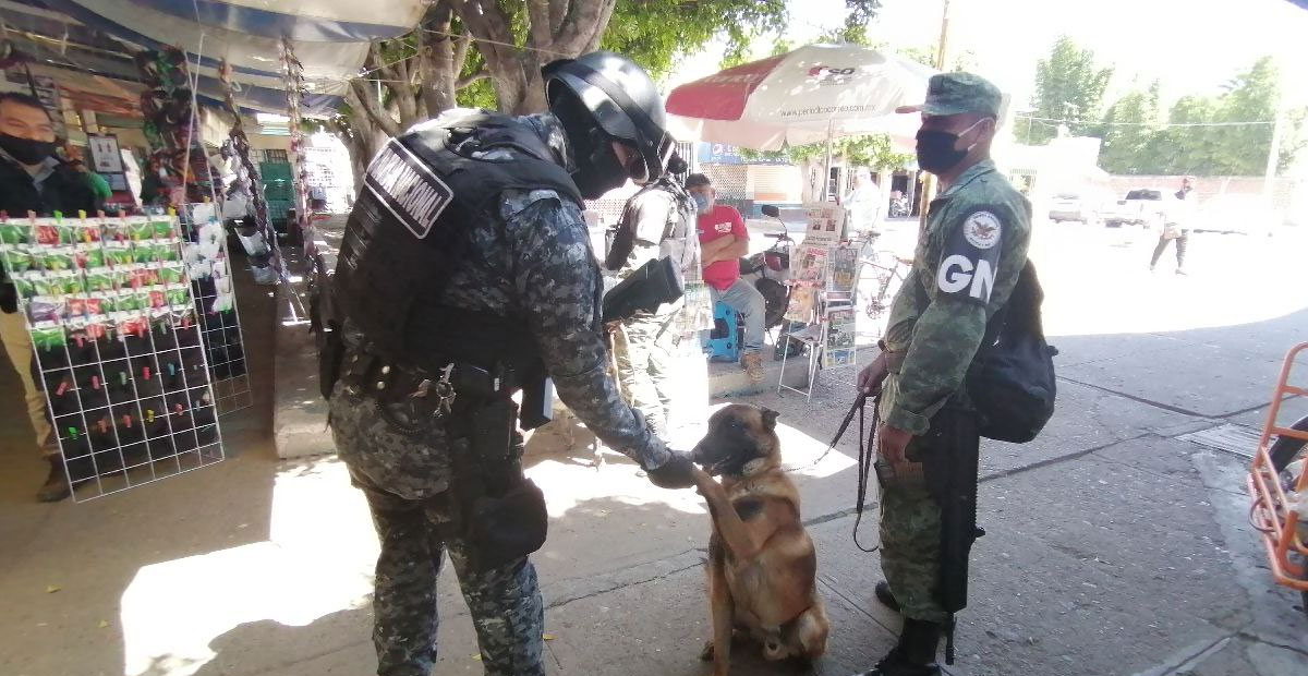 Binomios caninos de GN suman a estrategia de seguridad en Salamanca