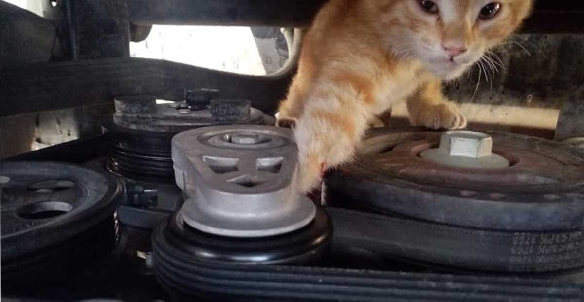 Bomberos SIMUB rescatan a un gato de un motor, pero este no sobrevive a sus lesiones