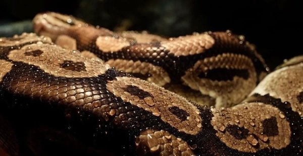 ¡Qué miedo! Abuelita encuentra serpiente de dos cabezas viviendo en su casa