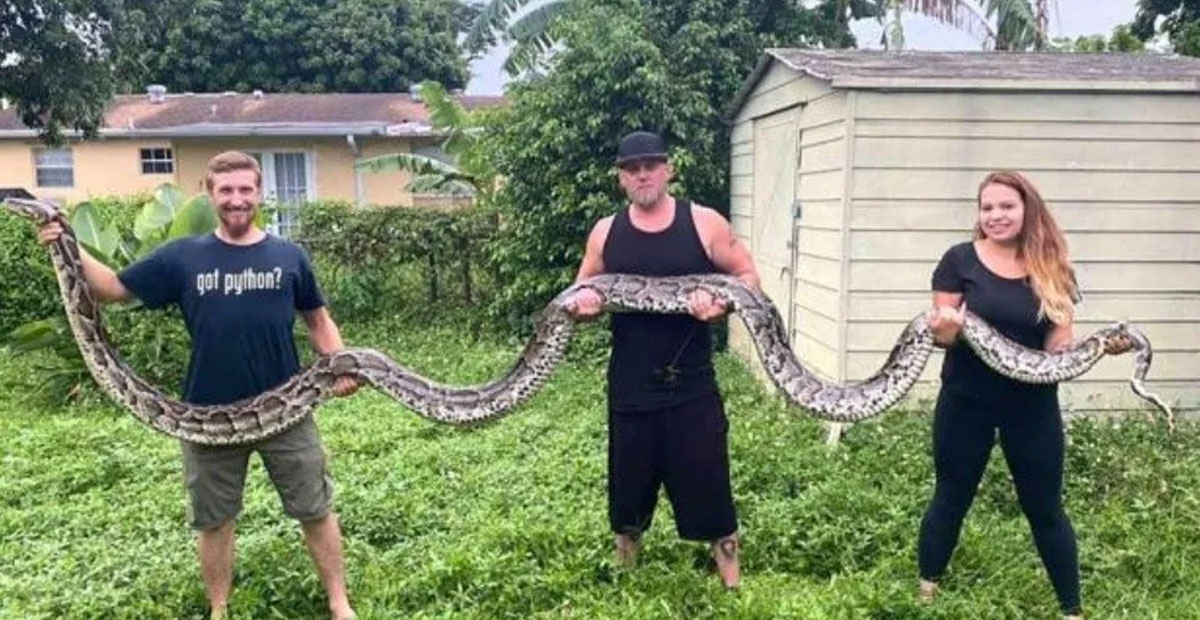 ¡Más de 6 metros! Capturan a una serpiente en Miami