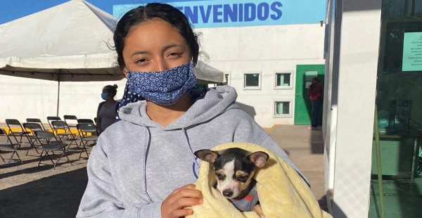 Esterilizan a más de 300 mascotas en la capital