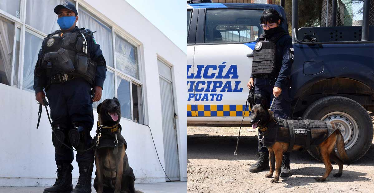 Luna y Thunder se unen a ‘las filas’ de la Unidad Canina