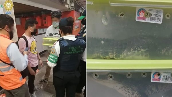 Dos jóvenes viajaban con cocodrilos pero son detenidos