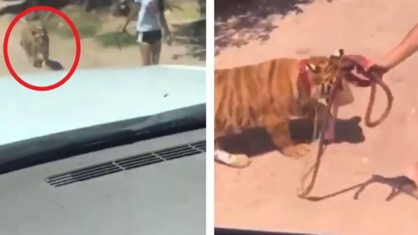 Niña pasea a su tigre de bengala por las calles