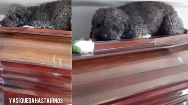 Amor incondicional: perrito visita por horas tumba de su dueña