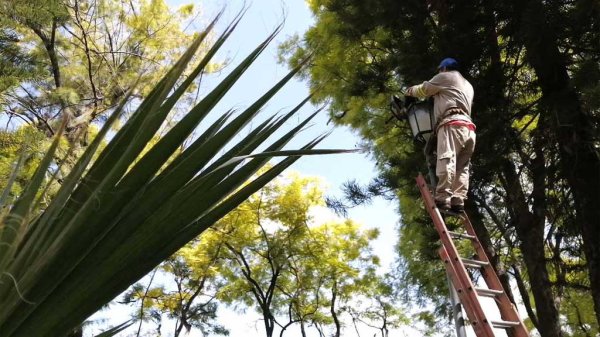 Recibe mantenimiento parque de la Alameda