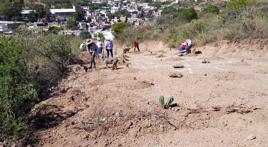 Continúan reforestación del camino El Arañazo