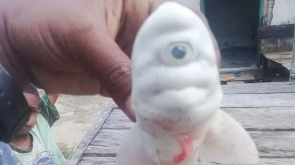 Un extraño tiburón albino de un solo ojo es encontrado