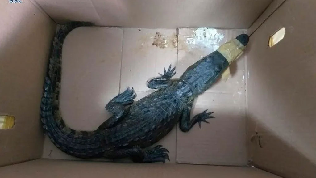 Cocodrilo abandonado en una caja, en CDMX