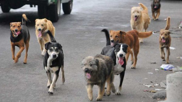 Continúan sacrificando perros y gatos de forma violenta en el estado