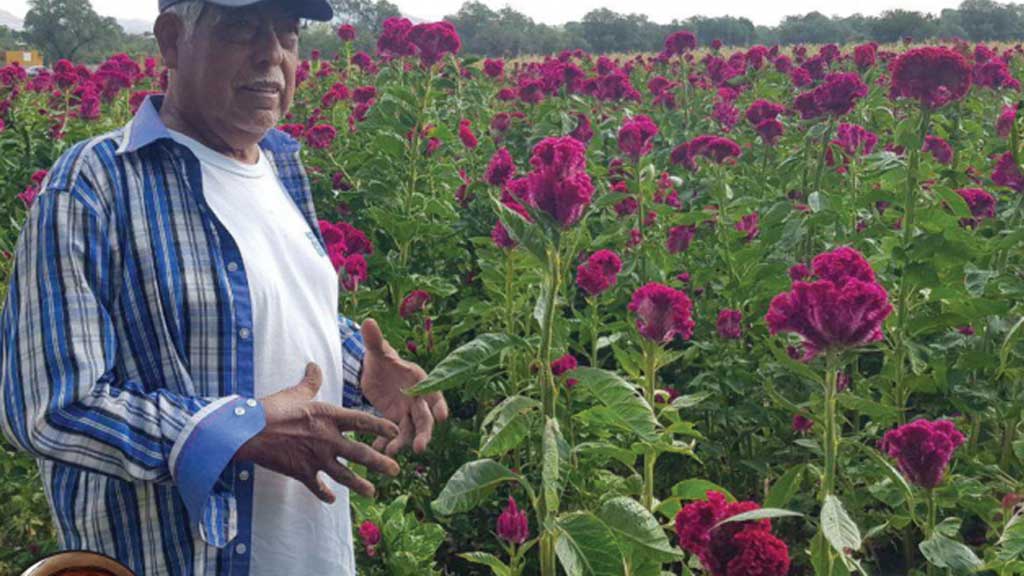 Floricultores se preparan para los festejos del día de muertos