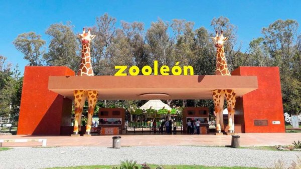 Visitas en auto no son suficientes para ZooLeón