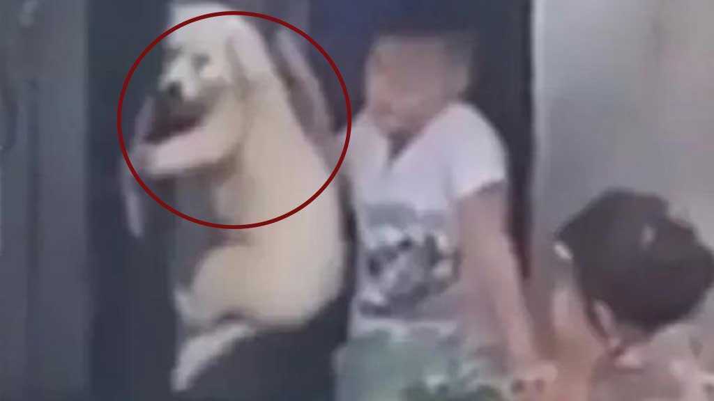 ¡INDIGNANTE! Niño cuelga a perrito y autoridades intervienen por maltrato animal